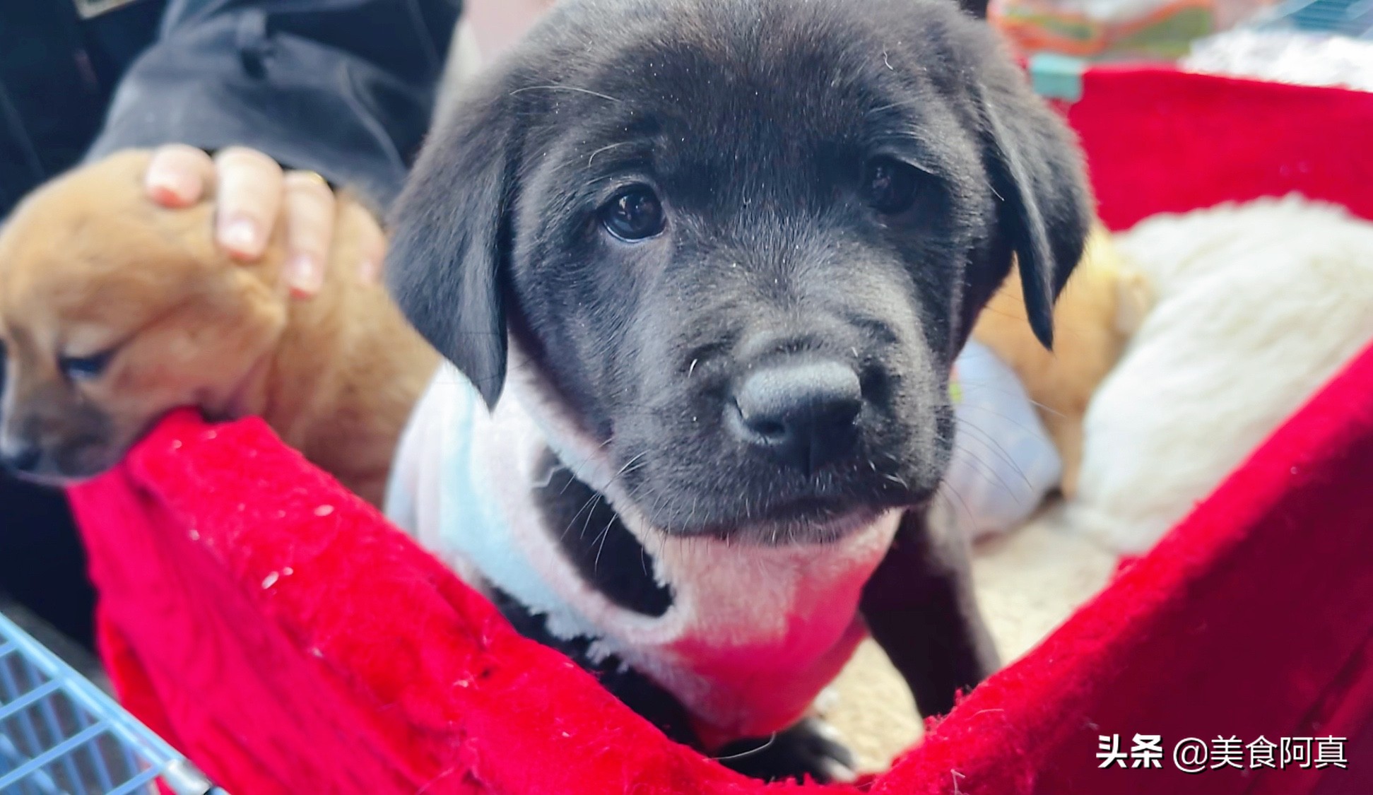 重庆狗儿市场有什么吃的,重庆主城狗市在哪里