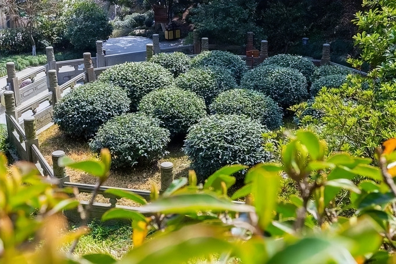 北纬三十度名茶名酒,北纬30度十大名茶