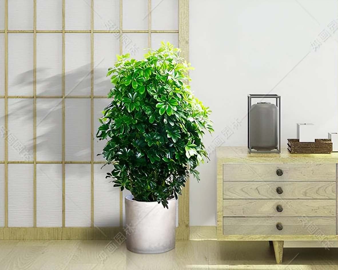 老人说，客厅见树，10家有9富，说得是真的吗？推荐9种吉祥树