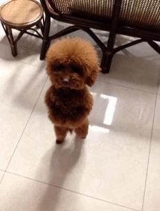 泰迪犬怎么看年龄段表,泰迪犬牙齿年龄对照表