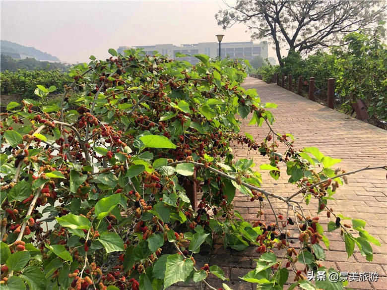 佛山顺德区渔耕粤韵,佛山西樵渔耕粤韵生态园演出