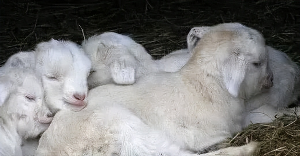 母羊常见的几种流产原因及防治措施