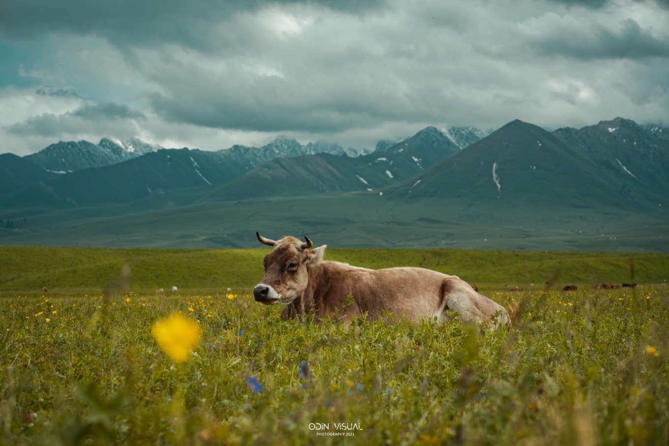 新疆伊犁之美,走了一圈才发现世界万物远不及你