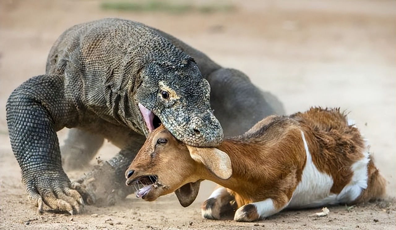 上海钓鱼佬钓起“五爪金龙”，差点牢底坐穿？金龙到底什么来头？