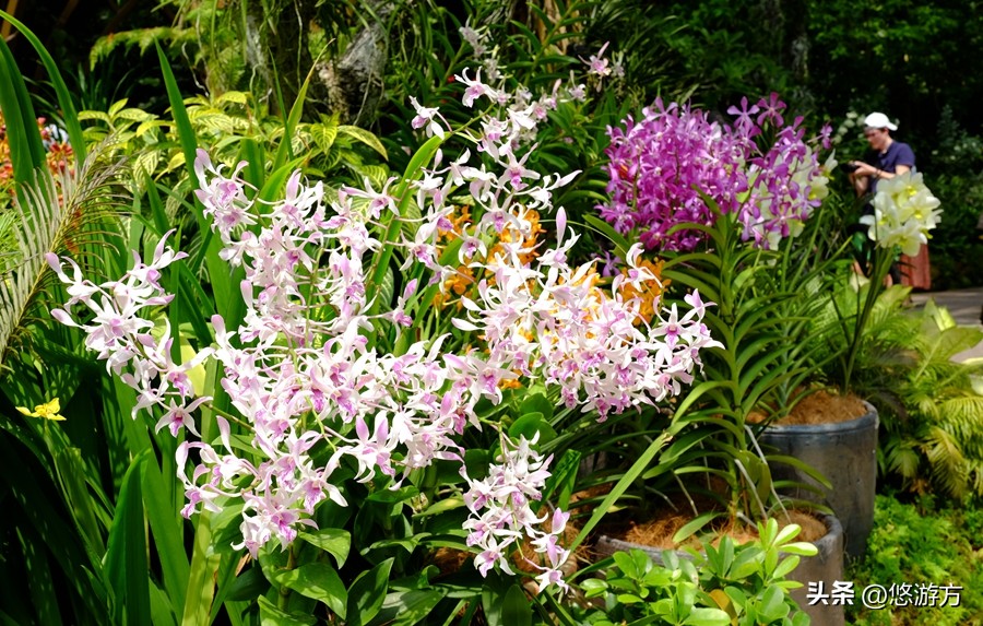 新加坡狮城景点,狮城新加坡