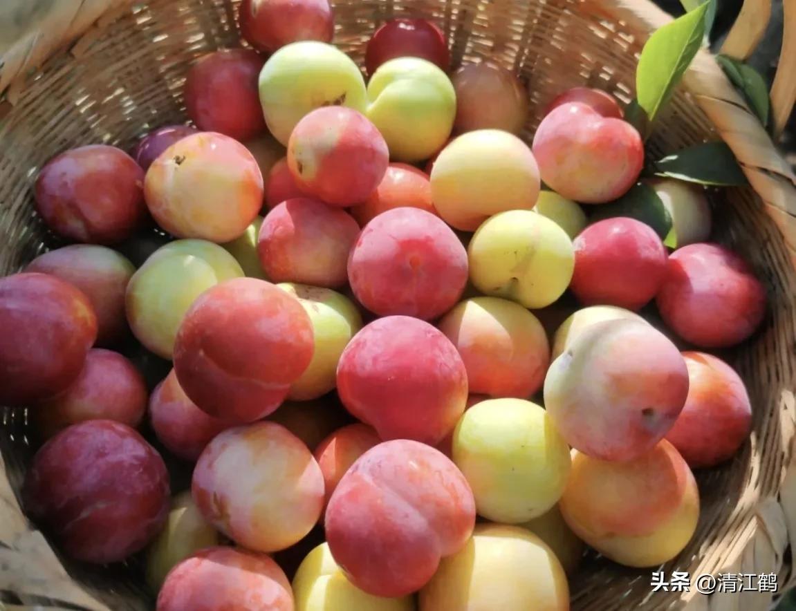 李子叶病害图片大全,李子树上白点是什么病害