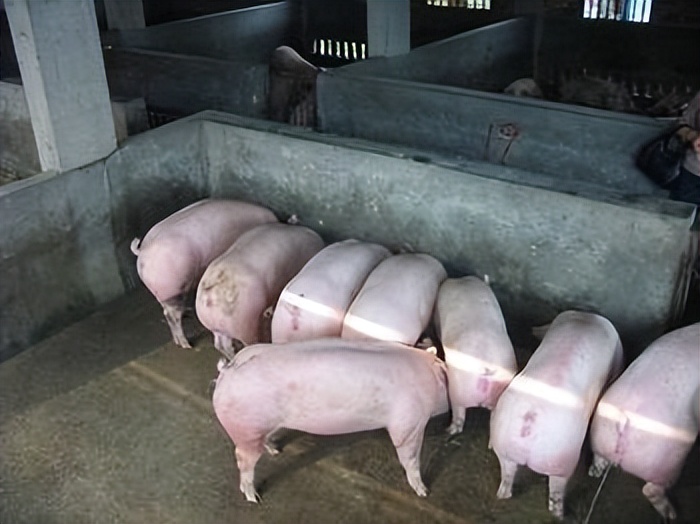 仔猪大肠杆菌性腹泻的防治