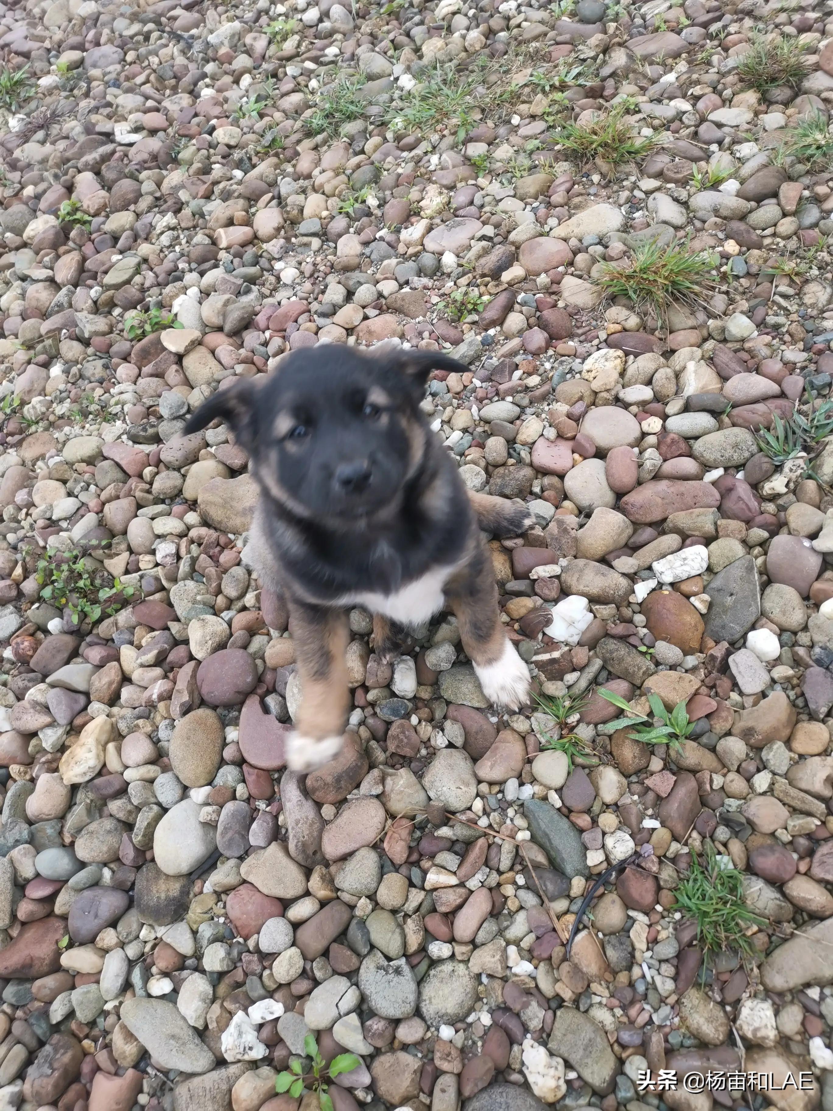 老挝哪里给狗打疫苗,西班牙狗生病怎么办