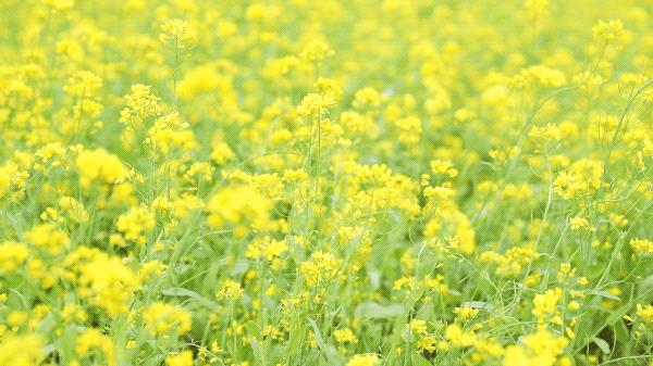 广州花都梯田油菜花,广州徒步赏油菜花路线