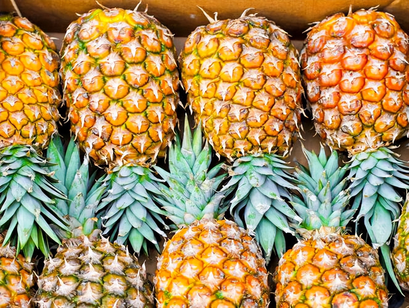 凤梨和菠萝的区别视频,菠萝凤梨是一个东西吗