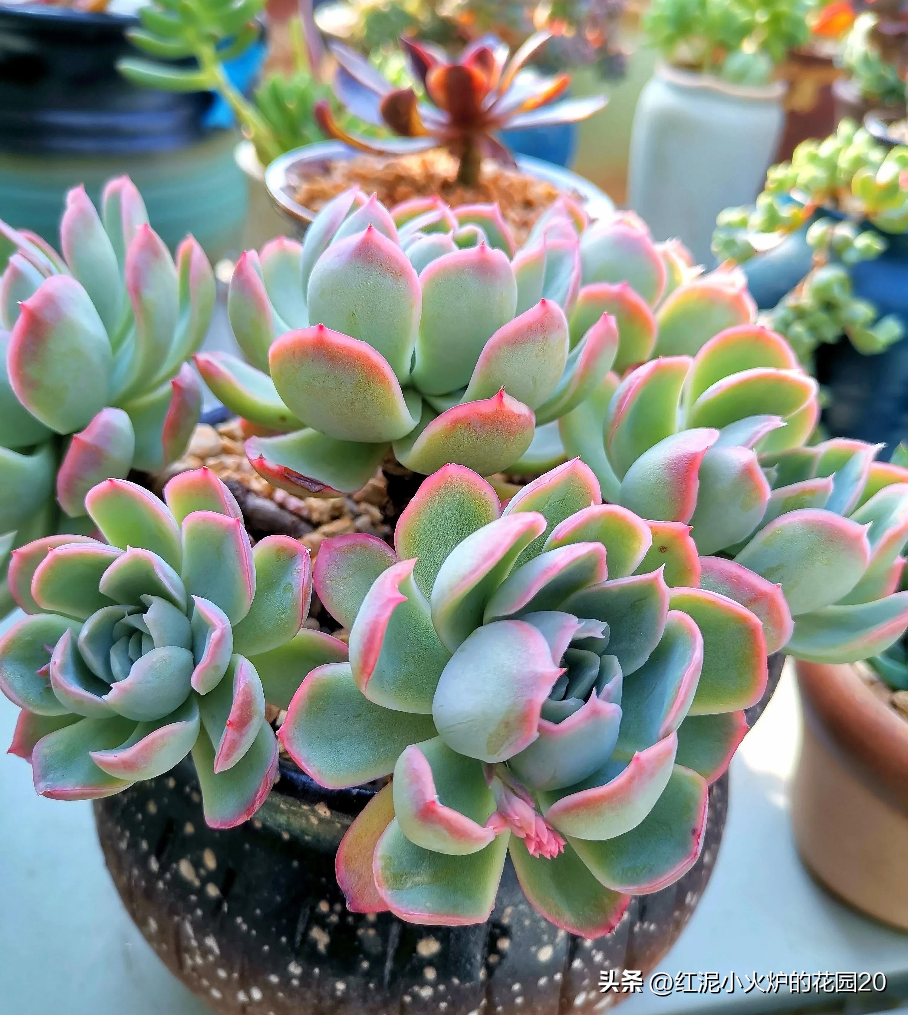 那些年我踩过的雷,那些年我踩过的坑原视频