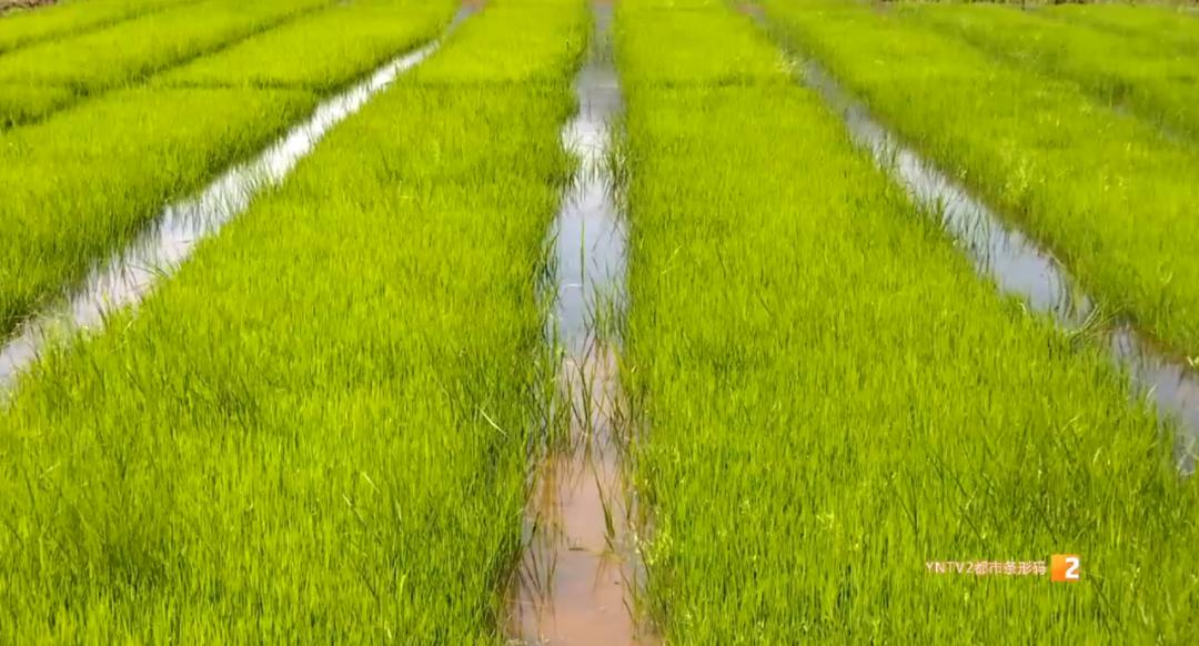 昆明周边露营游玩景点攻略,昆明附近野餐露营风景推荐