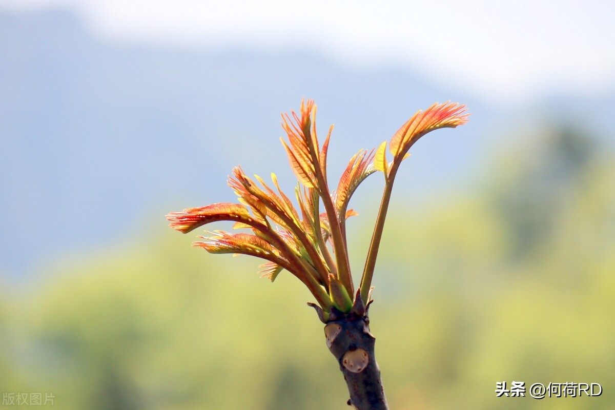 春天时令菜的正确吃法,春天美食时令菜谱
