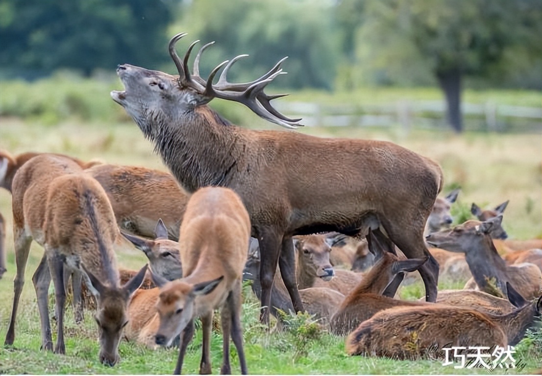 新西兰鹿茸片为什么那么便宜,新西兰鹿茸药用价值为什么低