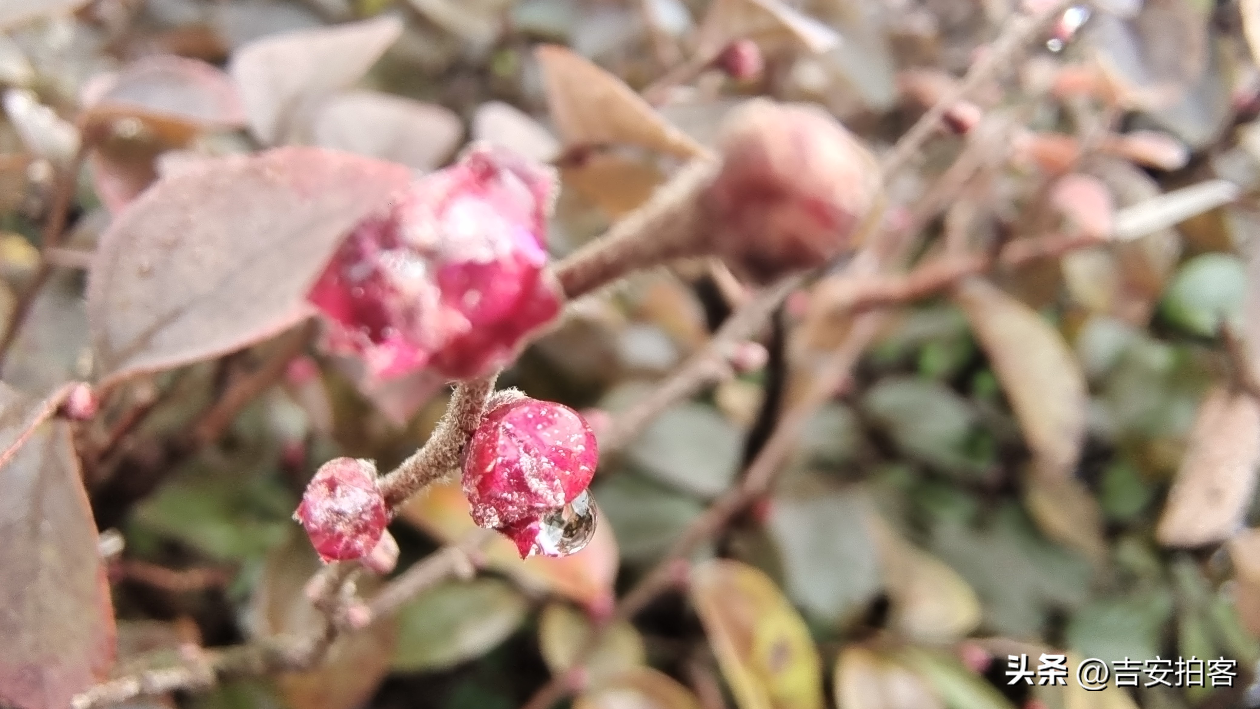 春雨滋润下的红花檵木