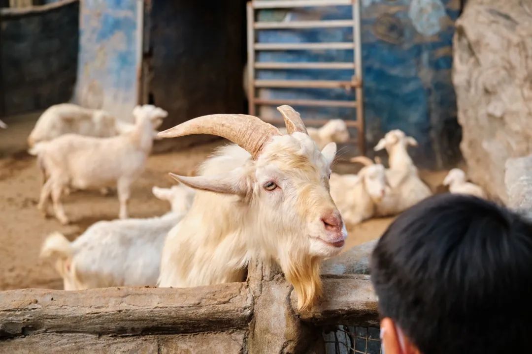 红山动物园亏损3千万网友很着急,近两年疫情原因导致亏损如何翻身