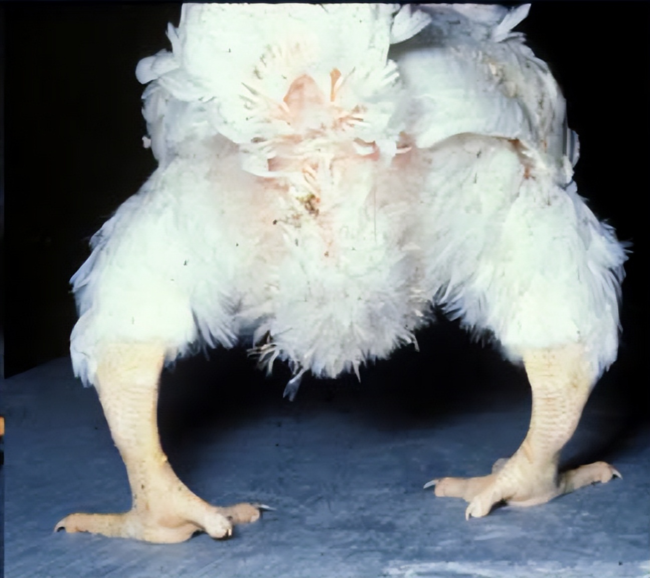 鸡有哪些疾病,鸡有炎症什么表现