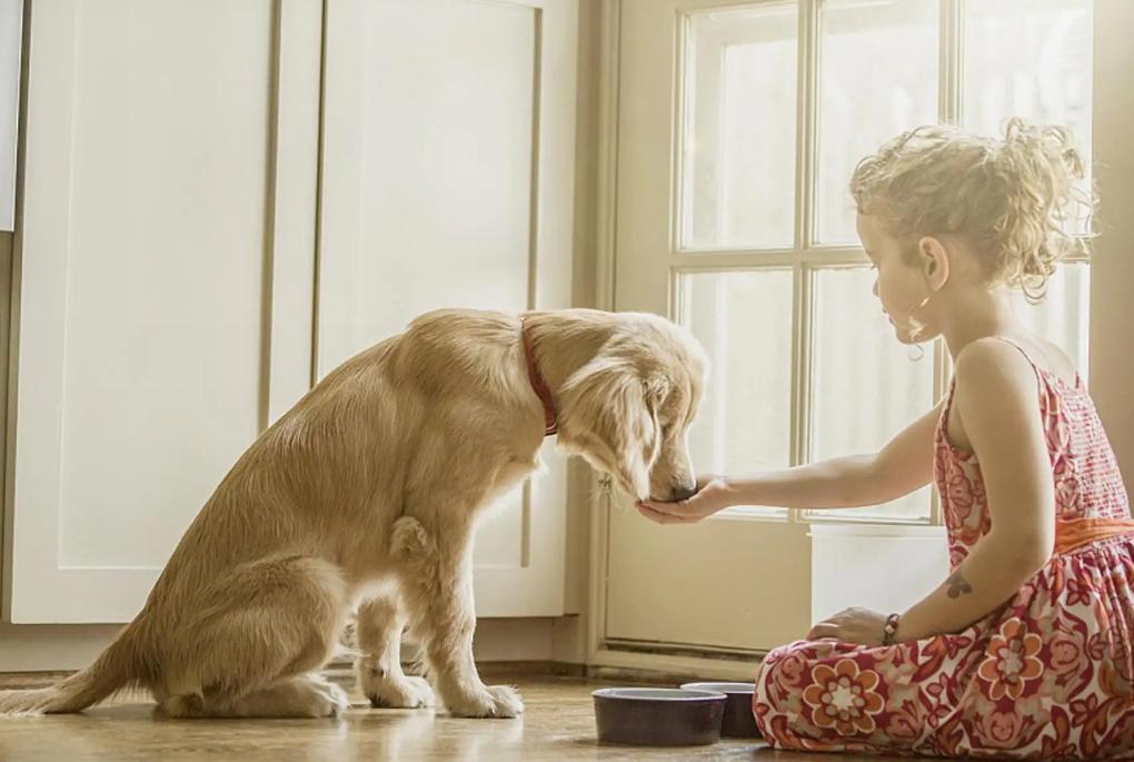 资深养狗人让狗狗听话的五条建议,养狗必备如何保证狗狗健康