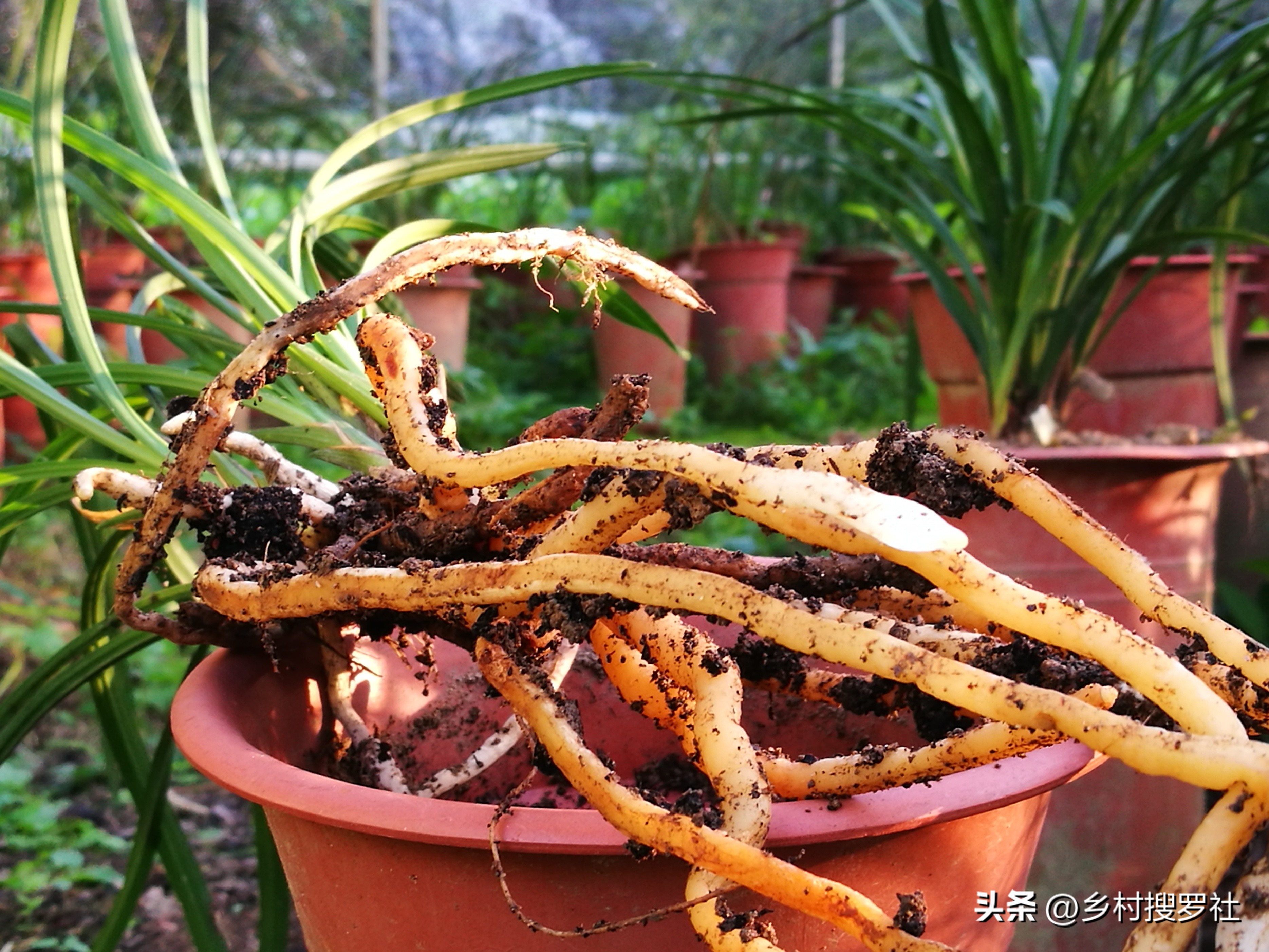 兰花没叶子了根能培出芽吗,兰花种植时候无根的需要去除吗