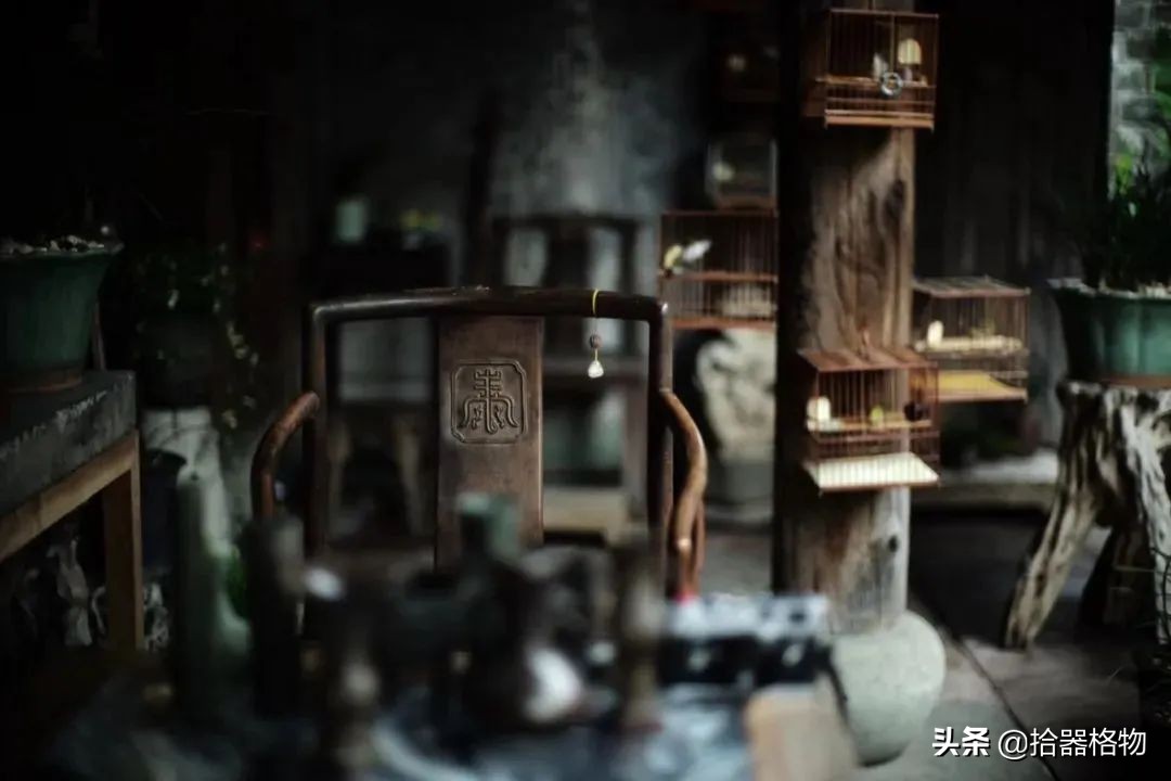 闲情雅致盆景造型,闲情逸致栽花种草