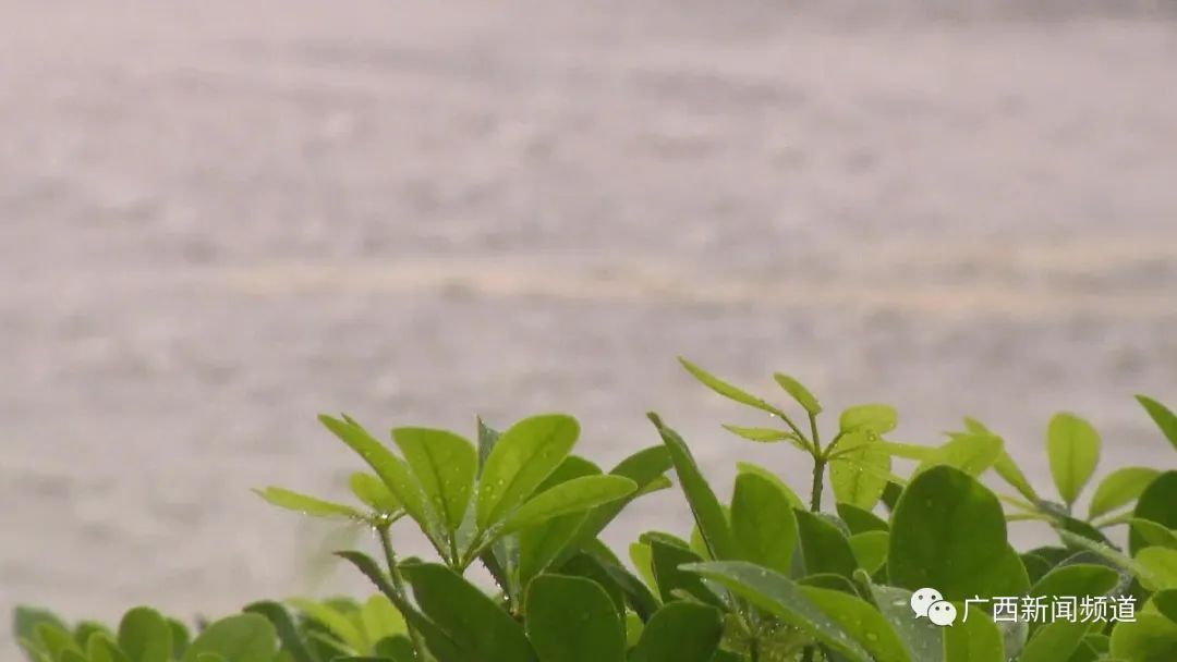 广西遭遇干旱天气,今年广西干旱多严重
