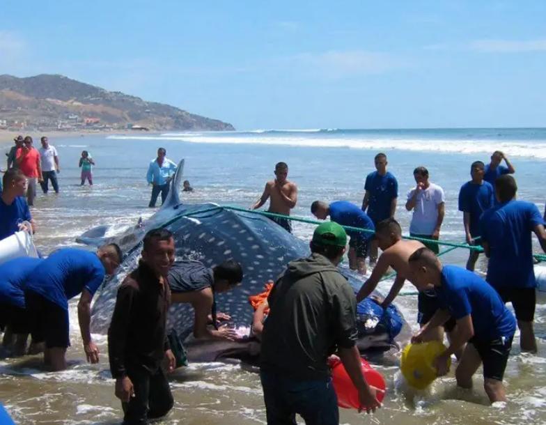 中国“鲨鱼村”的聪明商人：加工迷你“小鲨鱼”，年入3000万