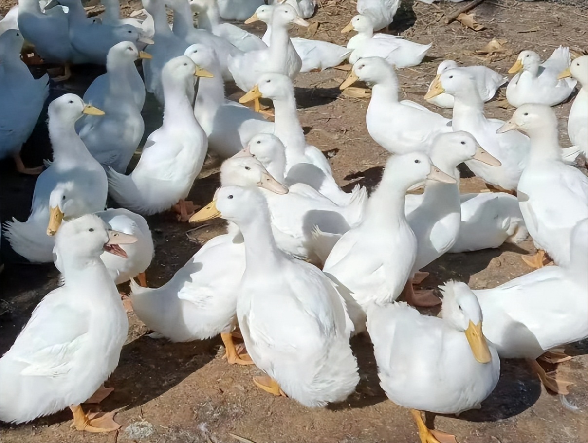 蛋鸭冬天掉毛怎么补救最快,鸭产蛋下降怎么治疗