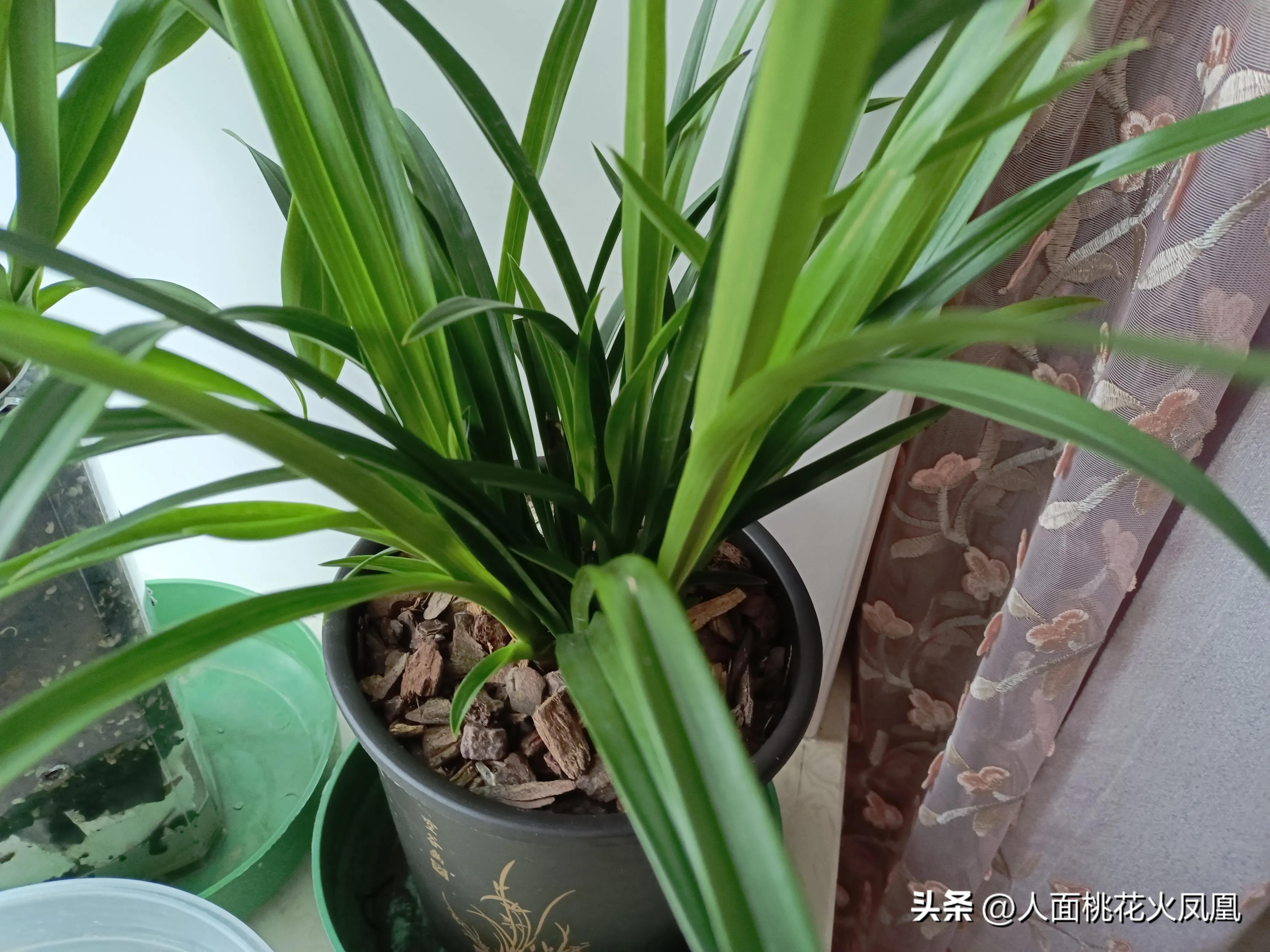 建兰不长新芽是什么原因,建兰花不开花是怎么回事