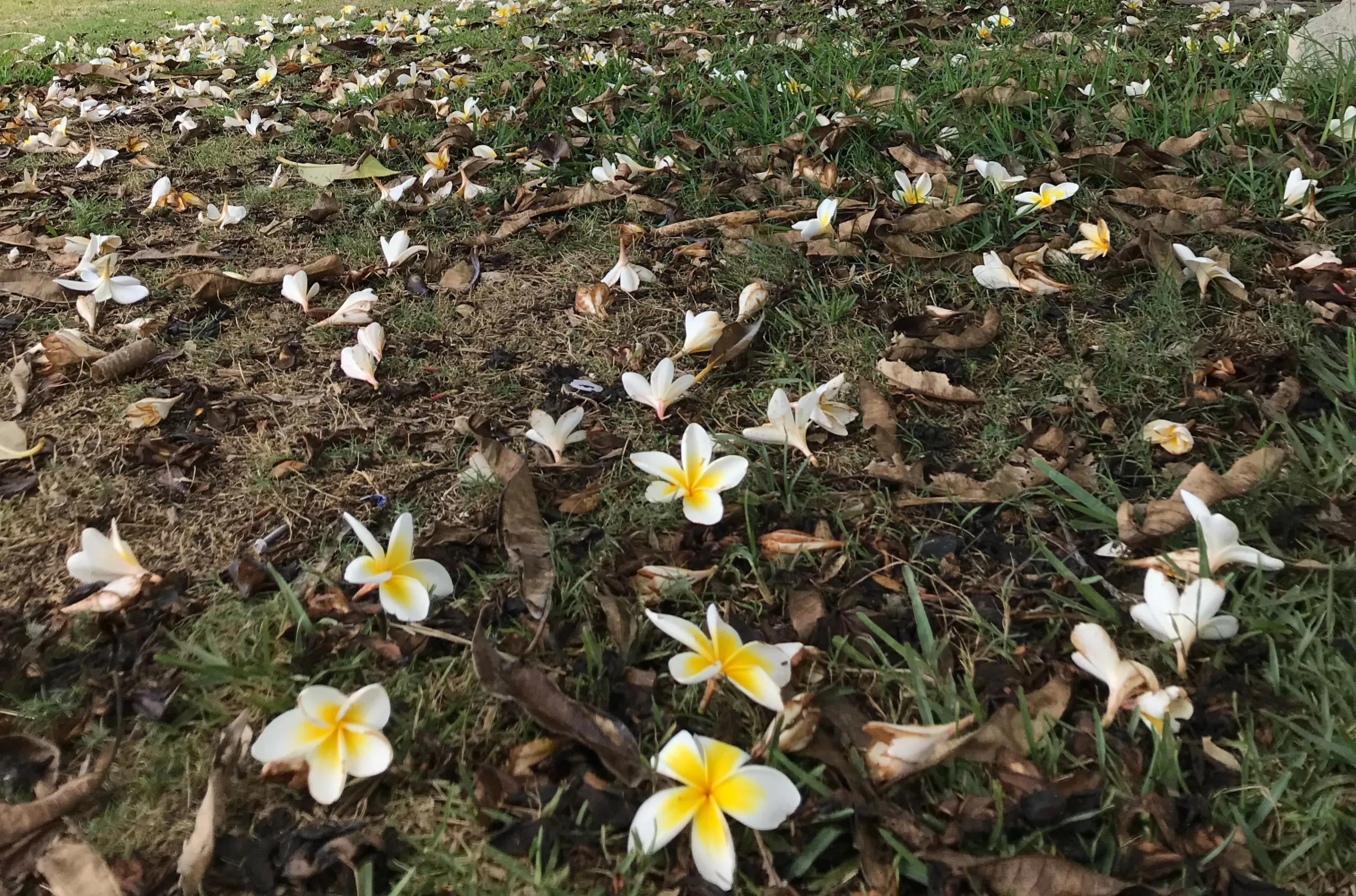 落英缤纷的全部小说百度云,落英缤纷下一句