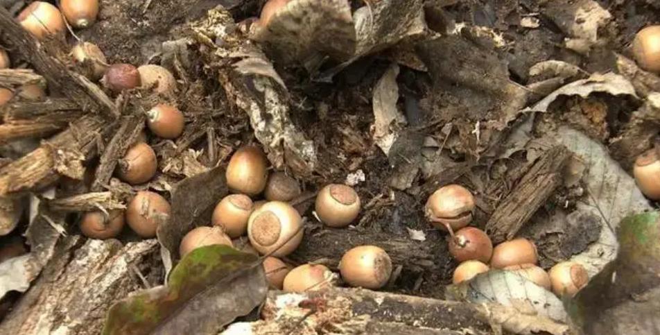 农业记者辞职养猪，做出特色橡果猪肉，一斤卖出40元