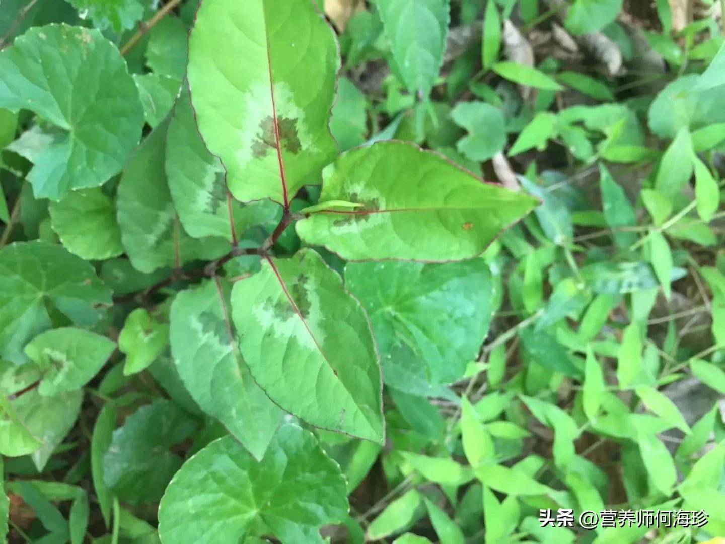 草药白饭草功效,白饭草中药别名