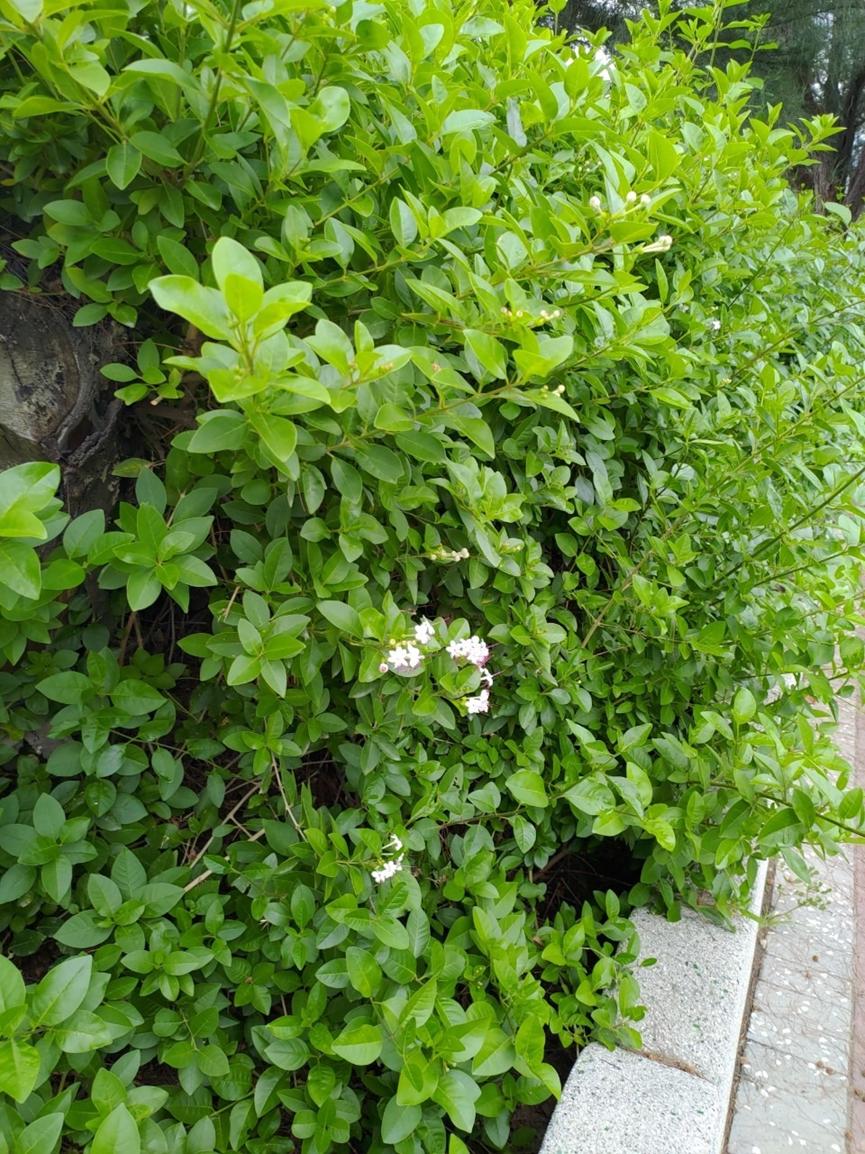 迪拜适合养什么植物,迪拜常见花草