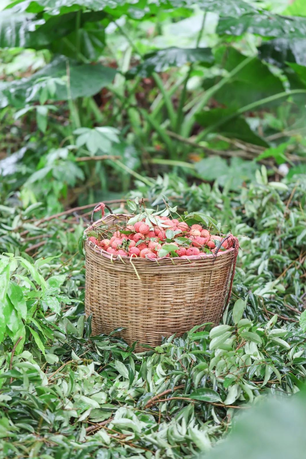 端午假期光明活动超精彩！音乐live、摘荔枝、包粽子……等你解锁！