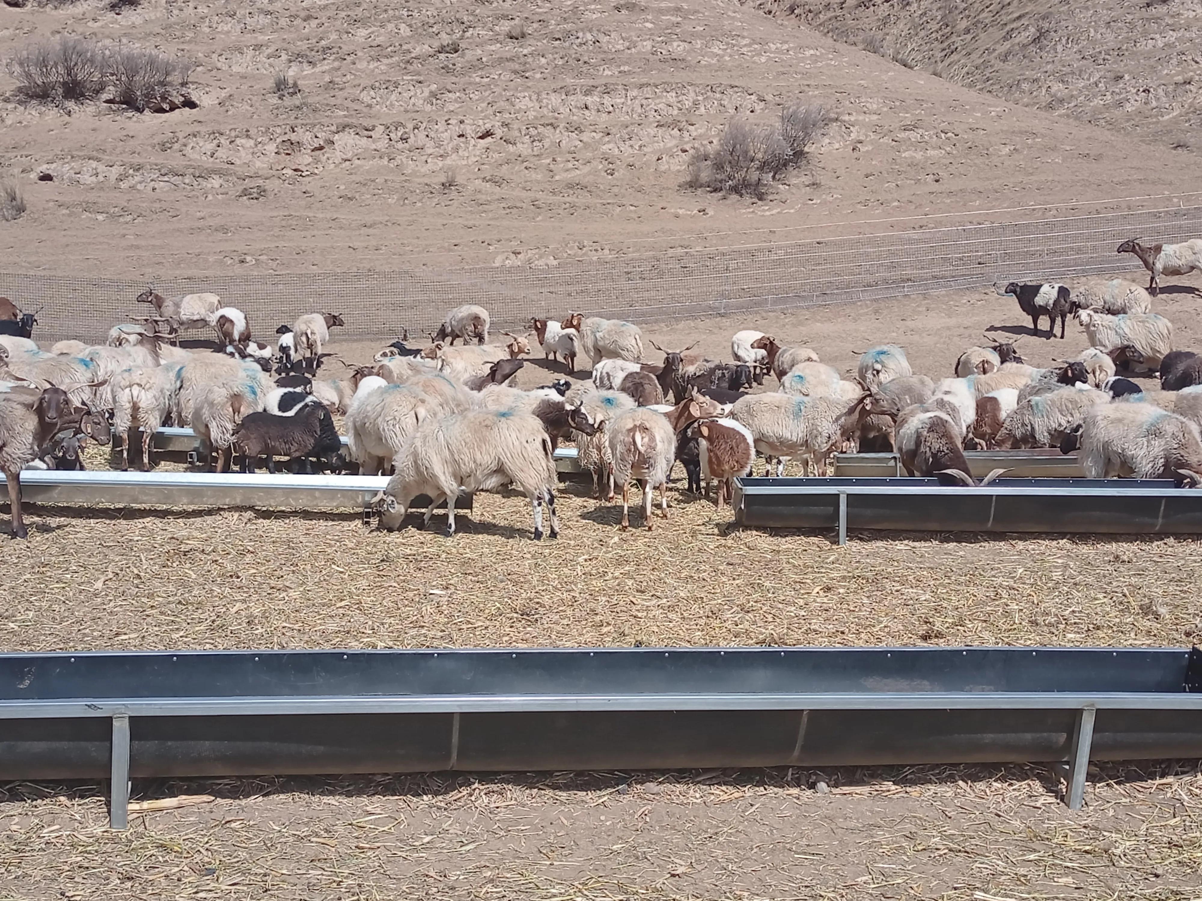 农村家庭养羊应注意的几大问题,新手养羊这五点一定要了解