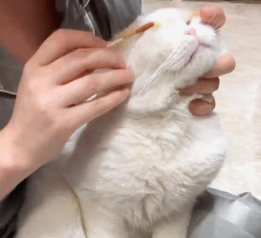 双眼失明的小猫,双目失明小猫