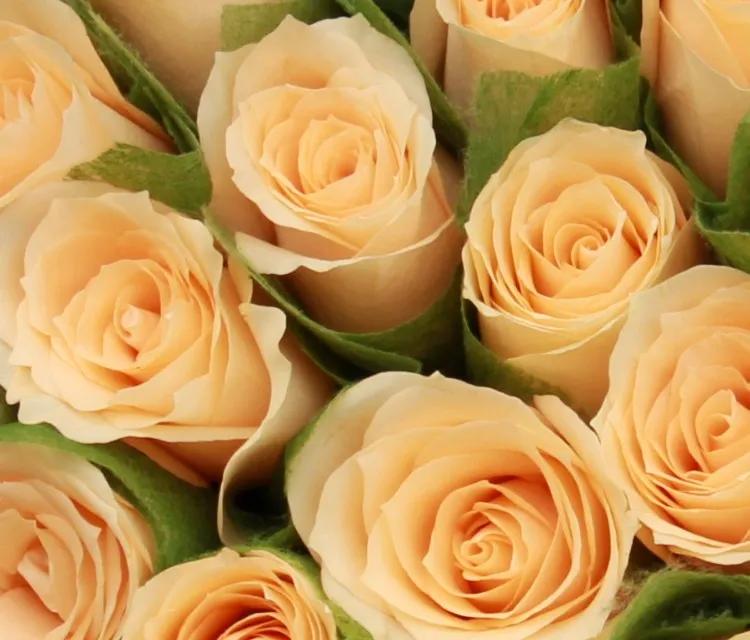 几朵玫瑰的花语是什么,几朵粉色玫瑰加满天星花语