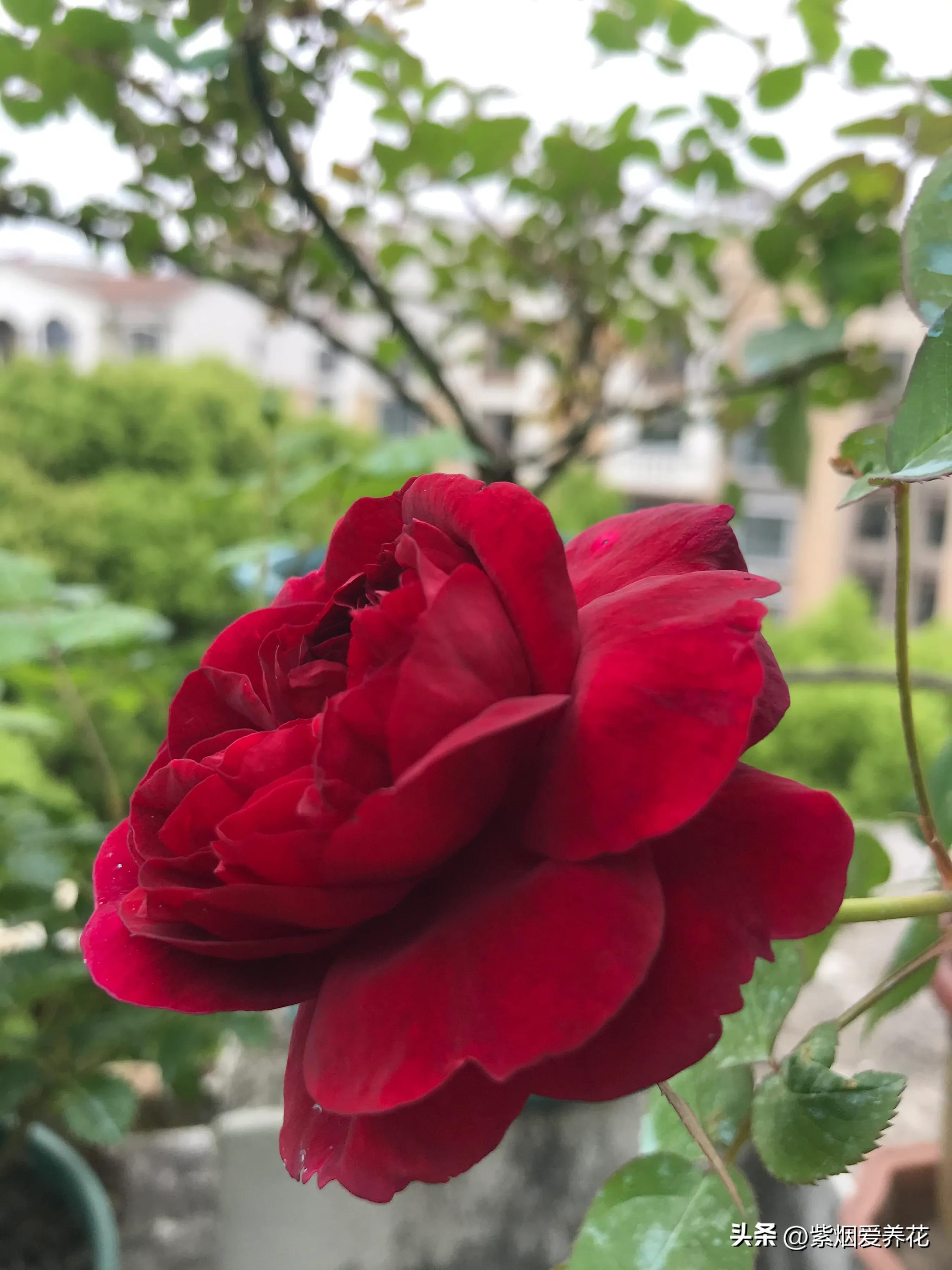 我不禁问自己,靠卖花能攒够钱买高合HiPhiY吗?