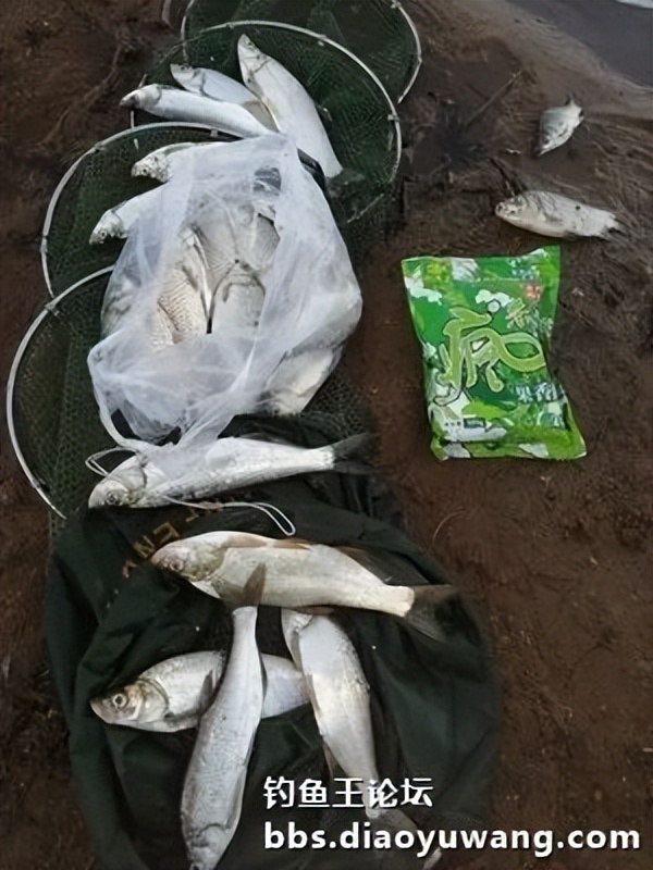 疯杀果香鲫，连竿上大翘