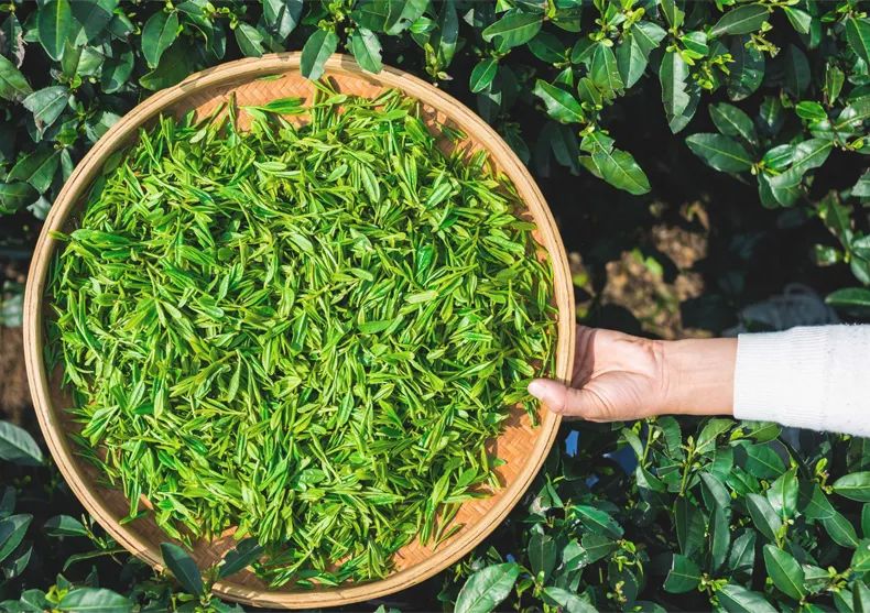 溧阳市天目湖绿溪茶场白茶,天目湖环湖茶场白茶