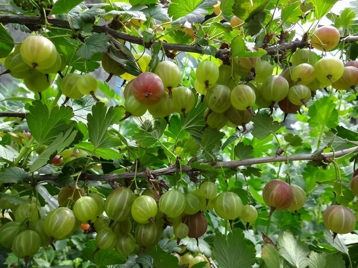 类似灯笼果的植物果实,灯笼果是什么水果品种
