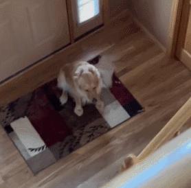 裸体金毛误闯地铁站被揪住耳朵：大哥！头发扎得有点紧了！