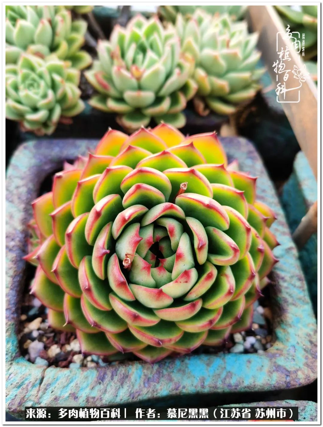 生活需要三分甜,生活需要一半禅意一半烟火