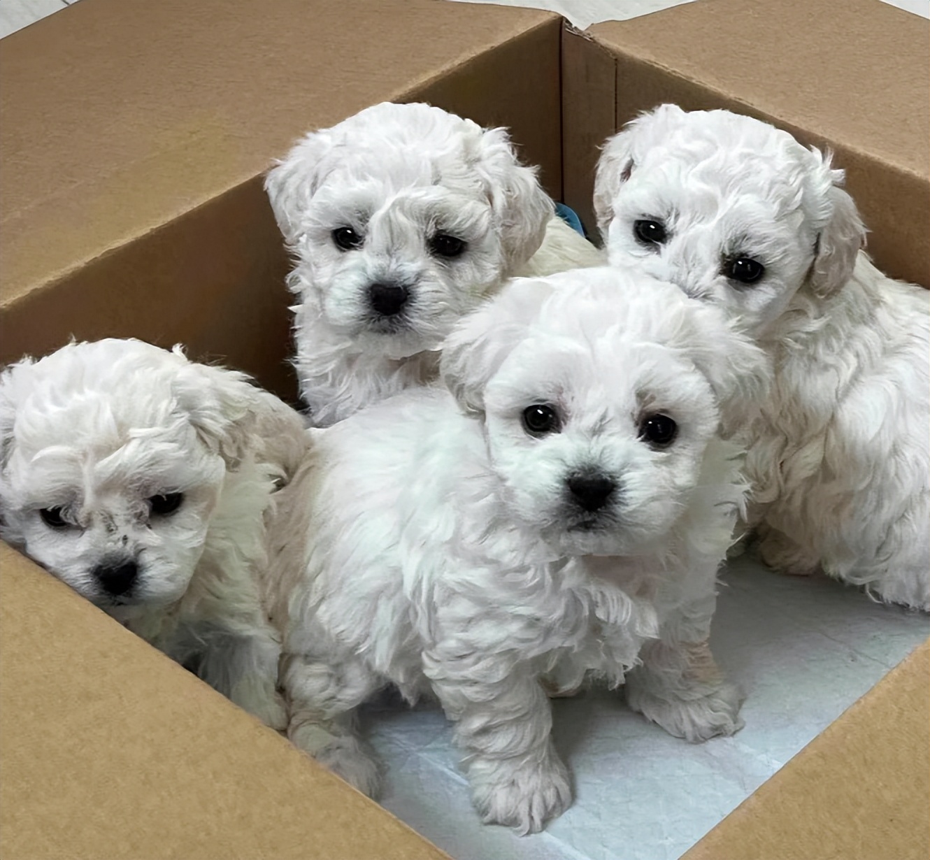 两个多月的比熊关围栏里养好吗,比熊1-12个月喂养方法