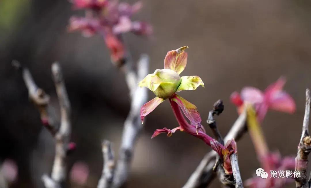 奥密克戎新乡,广东发现境外输入奥密克戎病例