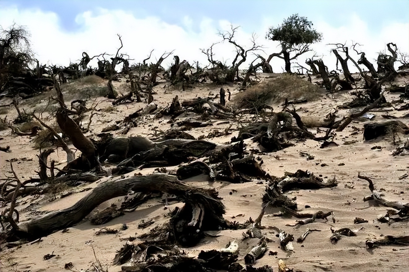 沙漠变绿洲对地球有什么影响,沙漠变绿洲这属于什么现象
