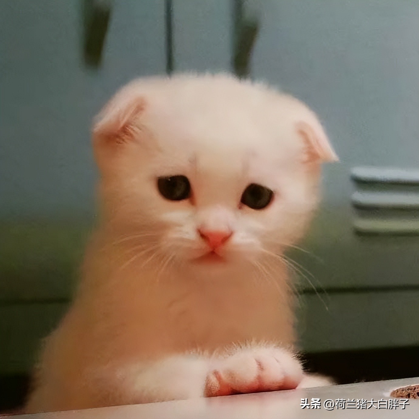 跳蚤有什么危害怎么消除,有跳蚤怎么办消灭跳蚤的最佳方法