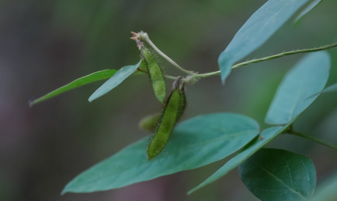 四川省大山发现野生大豆,四川省发现野生大豆