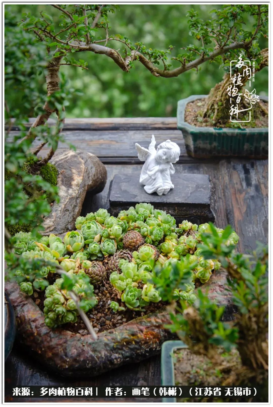 盆景多肉常遇到的问题,多肉盆景无穷小