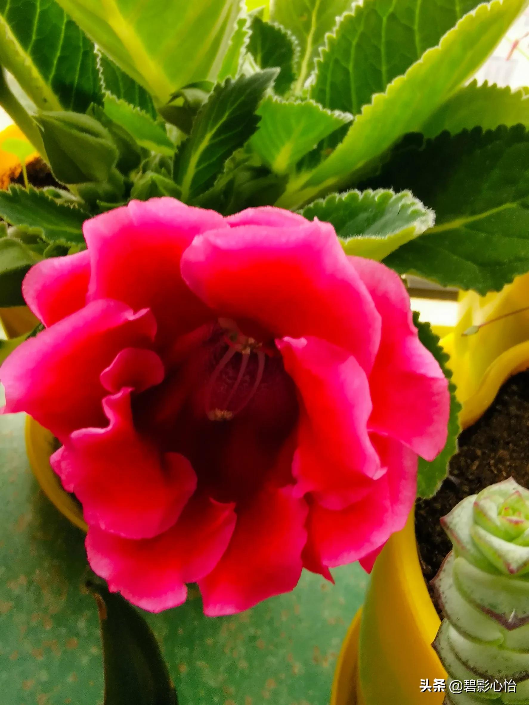 芙蓉花只长叶子不开花是什么原因,芙蓉花开败后怎么处理能再次开花