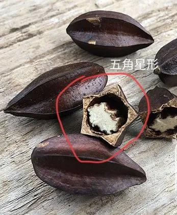 中药使君子,中药使君子图片大全